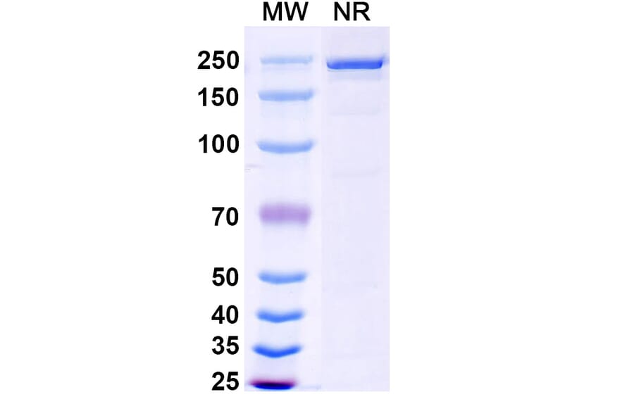 SDS-PAGE - Lixudebart Biosimilar - Anti-Claudin 1 Antibody - BSA and Azide free (A340470) - Antibodies.com