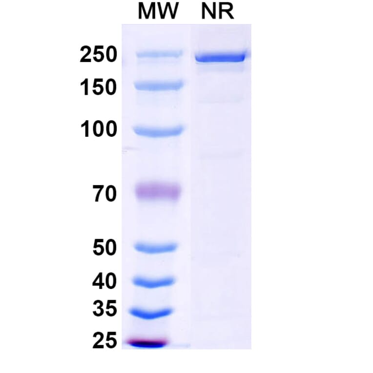 SDS-PAGE - Lixudebart Biosimilar - Anti-Claudin 1 Antibody - BSA and Azide free (A340470) - Antibodies.com