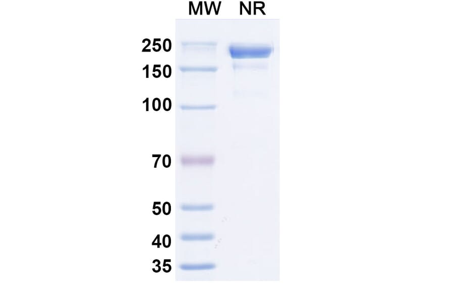SDS-PAGE - Lixudebart Biosimilar - Anti-Claudin 1 Antibody - BSA and Azide free (A340470) - Antibodies.com