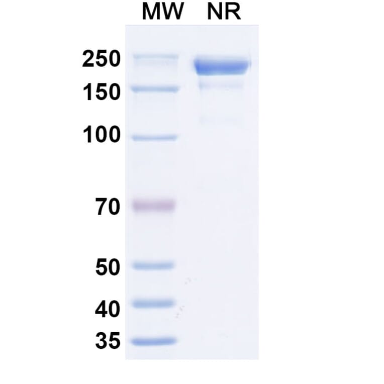 SDS-PAGE - Lixudebart Biosimilar - Anti-Claudin 1 Antibody - BSA and Azide free (A340470) - Antibodies.com