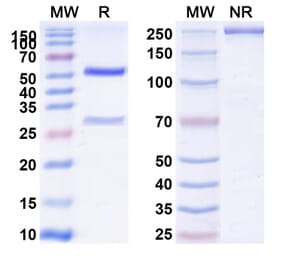 SDS-PAGE - Maridebart Biosimilar - Anti-GIPR Antibody - BSA and Azide free (A340471) - Antibodies.com