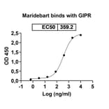 Dose-response - Maridebart Biosimilar - Anti-GIPR Antibody - BSA and Azide free (A340471) - Antibodies.com