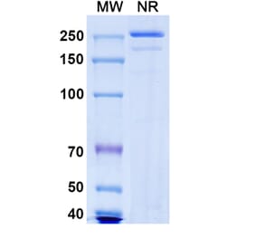 SDS-PAGE - Nelistotug Biosimilar - Anti-CD96 Antibody - BSA and Azide free (A340472) - Antibodies.com