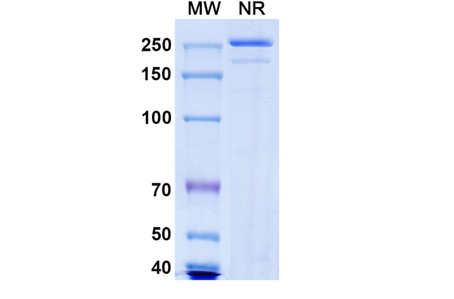 SDS-PAGE - Nelistotug Biosimilar - Anti-CD96 Antibody - BSA and Azide free (A340472) - Antibodies.com