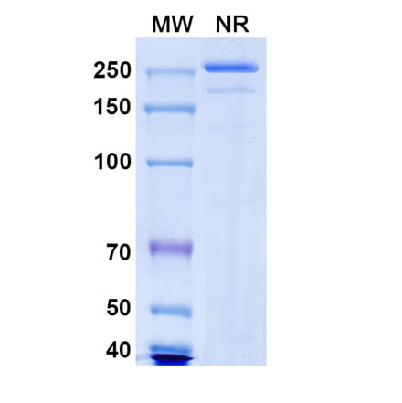SDS-PAGE - Nelistotug Biosimilar - Anti-CD96 Antibody - BSA and Azide free (A340472) - Antibodies.com