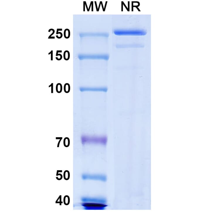 SDS-PAGE - Nelistotug Biosimilar - Anti-CD96 Antibody - BSA and Azide free (A340472) - Antibodies.com