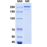 SDS-PAGE - Nelistotug Biosimilar - Anti-CD96 Antibody - BSA and Azide free (A340472) - Antibodies.com