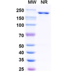 SDS-PAGE - Nelistotug Biosimilar - Anti-CD96 Antibody - BSA and Azide free (A340472) - Antibodies.com