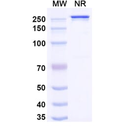 SDS-PAGE - Nezutatug Biosimilar - Anti-ErbB3 Antibody - BSA and Azide free (A340473) - Antibodies.com