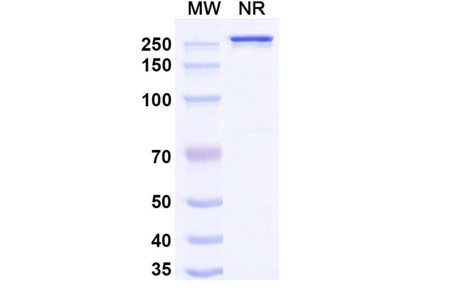 SDS-PAGE - Nezutatug Biosimilar - Anti-ErbB3 Antibody - BSA and Azide free (A340473) - Antibodies.com