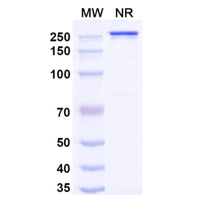SDS-PAGE - Nezutatug Biosimilar - Anti-ErbB3 Antibody - BSA and Azide free (A340473) - Antibodies.com