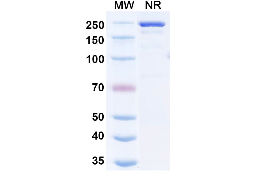 SDS-PAGE - Nezutatug Biosimilar - Anti-ErbB3 Antibody - BSA and Azide free (A340473) - Antibodies.com