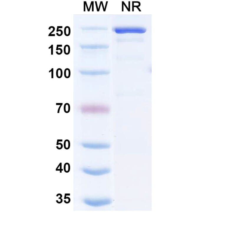 SDS-PAGE - Nezutatug Biosimilar - Anti-ErbB3 Antibody - BSA and Azide free (A340473) - Antibodies.com