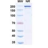 SDS-PAGE - Nezutatug Biosimilar - Anti-ErbB3 Antibody - BSA and Azide free (A340473) - Antibodies.com