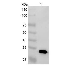 SDS-PAGE - Oberotatug Biosimilar - Anti-DEC-205 Antibody - BSA and Azide free (A340475) - Antibodies.com