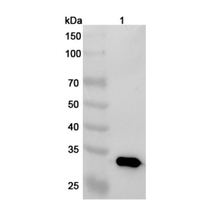 SDS-PAGE - Oberotatug Biosimilar - Anti-DEC-205 Antibody - BSA and Azide free (A340475) - Antibodies.com