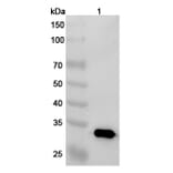 SDS-PAGE - Oberotatug Biosimilar - Anti-DEC-205 Antibody - BSA and Azide free (A340475) - Antibodies.com