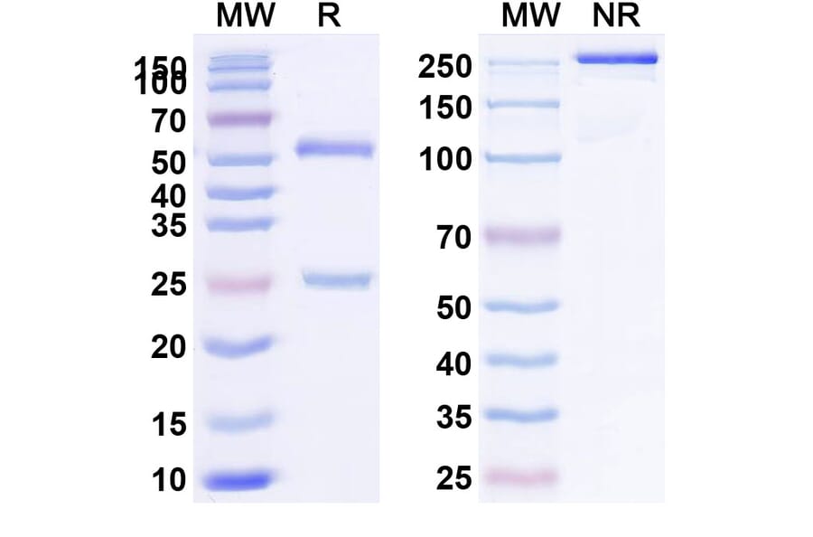 SDS-PAGE - Oberotatug Biosimilar - Anti-DEC-205 Antibody - BSA and Azide free (A340475) - Antibodies.com