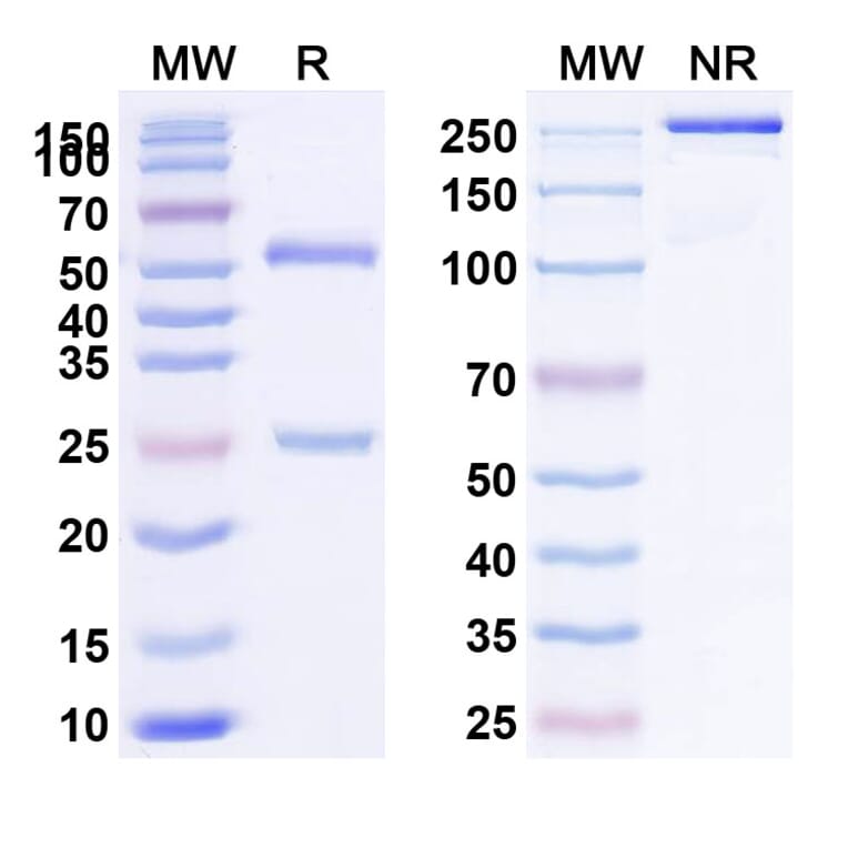 SDS-PAGE - Oberotatug Biosimilar - Anti-DEC-205 Antibody - BSA and Azide free (A340475) - Antibodies.com