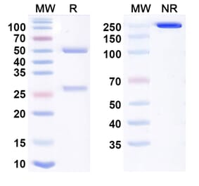 SDS-PAGE - Oloctinebart Biosimilar - Anti-Galectin 3 Antibody - BSA and Azide free (A340476) - Antibodies.com