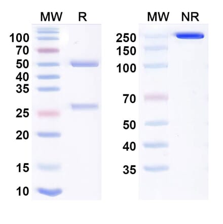 SDS-PAGE - Oloctinebart Biosimilar - Anti-Galectin 3 Antibody - BSA and Azide free (A340476) - Antibodies.com