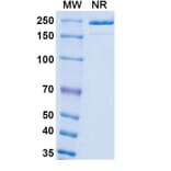 SDS-PAGE - Patecibart Biosimilar - Anti-Endothelin A Receptor Antibody - BSA and Azide free (A340478) - Antibodies.com