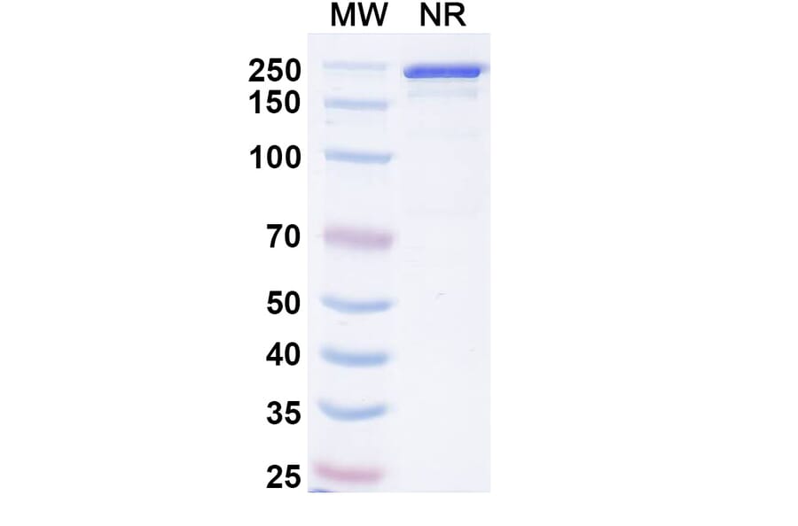 SDS-PAGE - Picankibart Biosimilar - Anti-IL-23 p19 Antibody - BSA and Azide free (A340479) - Antibodies.com