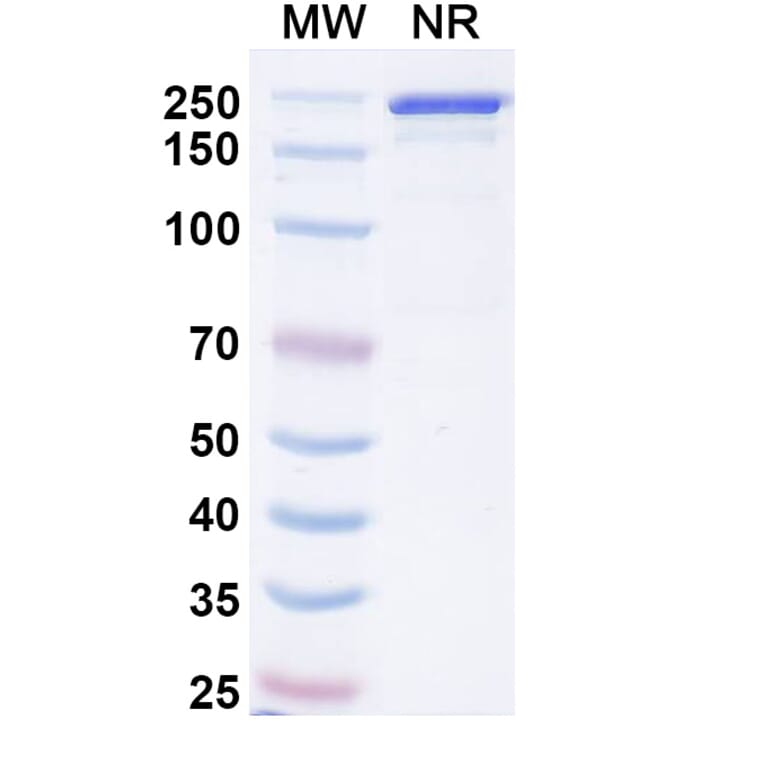 SDS-PAGE - Picankibart Biosimilar - Anti-IL-23 p19 Antibody - BSA and Azide free (A340479) - Antibodies.com