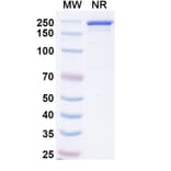 SDS-PAGE - Picankibart Biosimilar - Anti-IL-23 p19 Antibody - BSA and Azide free (A340479) - Antibodies.com