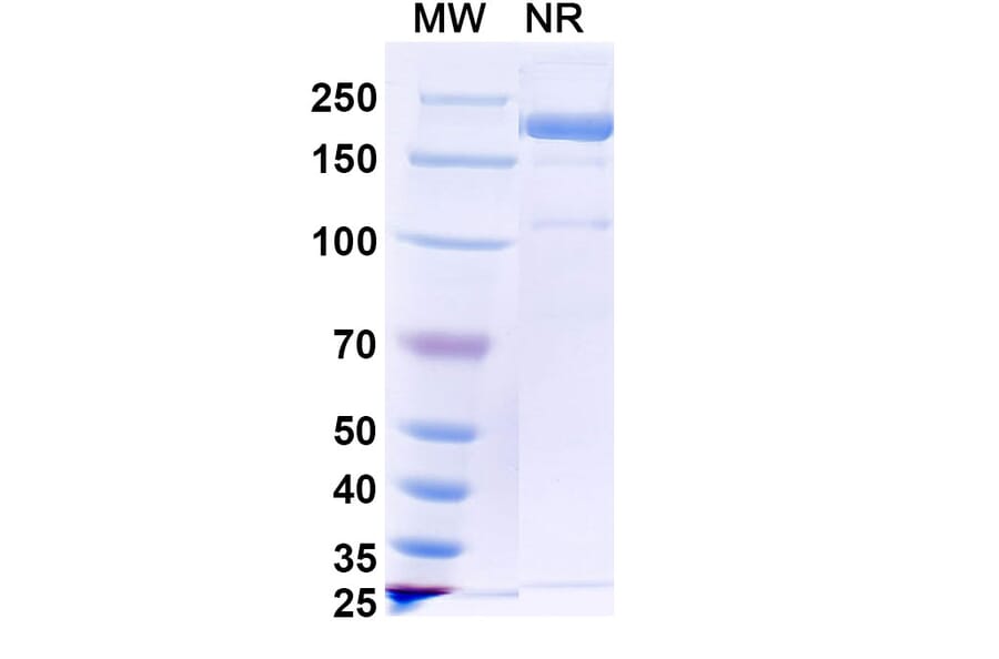 SDS-PAGE - Picankibart Biosimilar - Anti-IL-23 p19 Antibody - BSA and Azide free (A340479) - Antibodies.com