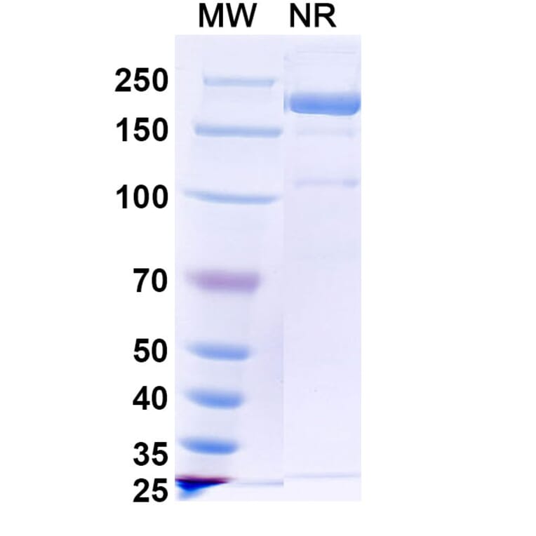 SDS-PAGE - Picankibart Biosimilar - Anti-IL-23 p19 Antibody - BSA and Azide free (A340479) - Antibodies.com