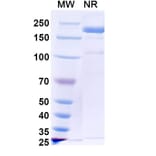 SDS-PAGE - Picankibart Biosimilar - Anti-IL-23 p19 Antibody - BSA and Azide free (A340479) - Antibodies.com