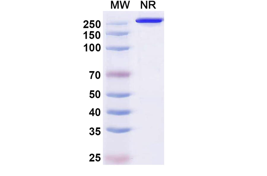 SDS-PAGE - Puxitatug Biosimilar - Anti-B7-H4 Antibody - BSA and Azide free (A340480) - Antibodies.com
