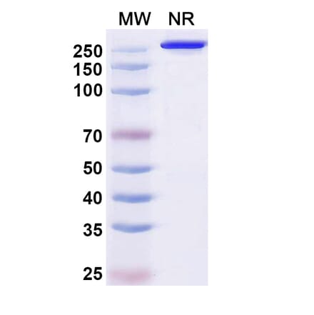 SDS-PAGE - Puxitatug Biosimilar - Anti-B7-H4 Antibody - BSA and Azide free (A340480) - Antibodies.com