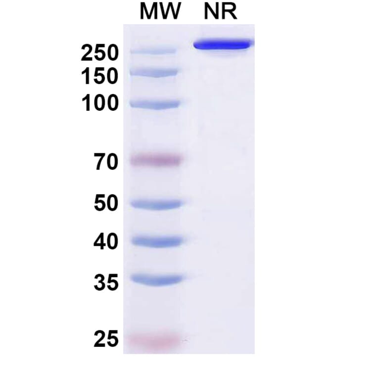 SDS-PAGE - Puxitatug Biosimilar - Anti-B7-H4 Antibody - BSA and Azide free (A340480) - Antibodies.com
