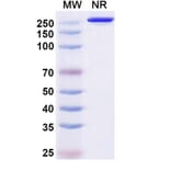 SDS-PAGE - Puxitatug Biosimilar - Anti-B7-H4 Antibody - BSA and Azide free (A340480) - Antibodies.com