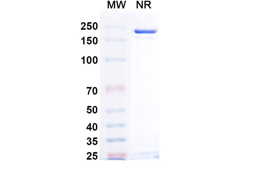 SDS-PAGE - Puxitatug Biosimilar - Anti-B7-H4 Antibody - BSA and Azide free (A340480) - Antibodies.com