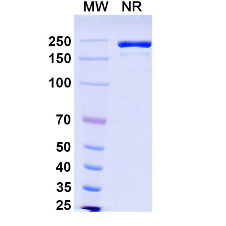SDS-PAGE - Rademikibart Biosimilar - Anti-IL-4R Antibody - BSA and Azide free (A340481) - Antibodies.com