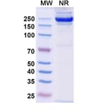 SDS-PAGE - Rademikibart Biosimilar - Anti-IL-4R Antibody - BSA and Azide free (A340481) - Antibodies.com