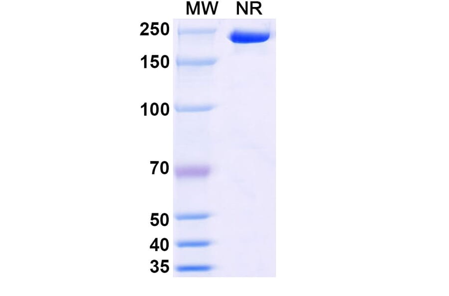 SDS-PAGE - Stapokibart Biosimilar - Anti-IL-4R Antibody - BSA and Azide free (A340482) - Antibodies.com