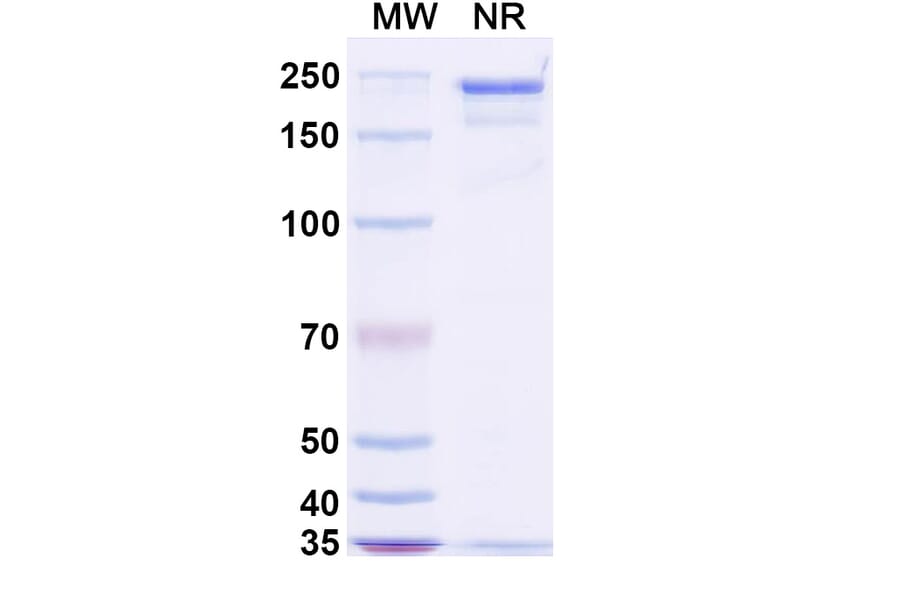 SDS-PAGE - Stapokibart Biosimilar - Anti-IL-4R Antibody - BSA and Azide free (A340482) - Antibodies.com