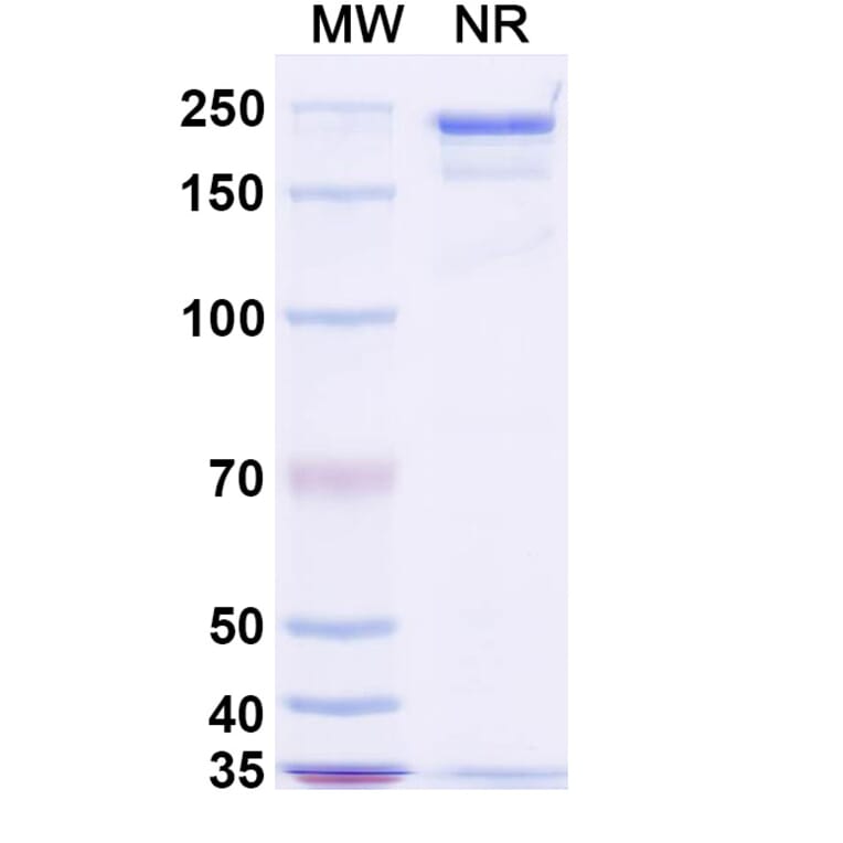 SDS-PAGE - Stapokibart Biosimilar - Anti-IL-4R Antibody - BSA and Azide free (A340482) - Antibodies.com