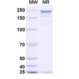 SDS-PAGE - Stapokibart Biosimilar - Anti-IL-4R Antibody - BSA and Azide free (A340482) - Antibodies.com