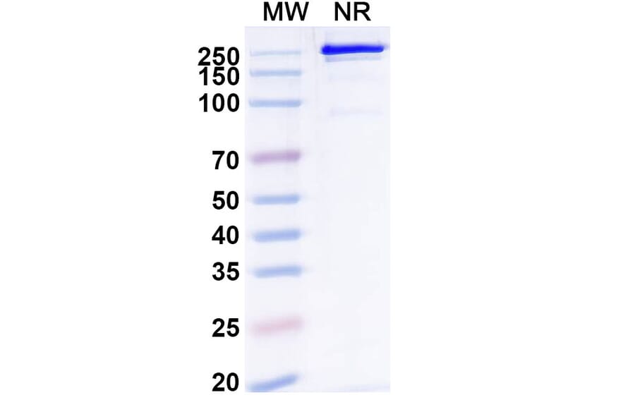 SDS-PAGE - Remternetug Biosimilar - Anti-APP Antibody - BSA and Azide free (A340483) - Antibodies.com