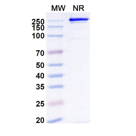 SDS-PAGE - Remternetug Biosimilar - Anti-APP Antibody - BSA and Azide free (A340483) - Antibodies.com
