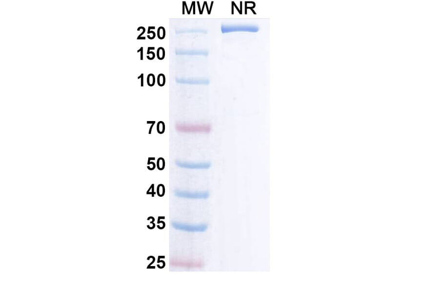 SDS-PAGE - Remternetug Biosimilar - Anti-APP Antibody - BSA and Azide free (A340483) - Antibodies.com