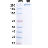 SDS-PAGE - Remternetug Biosimilar - Anti-APP Antibody - BSA and Azide free (A340483) - Antibodies.com