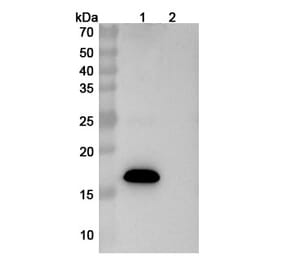 SDS-PAGE - Sabirnetug Biosimilar - Anti-APP Antibody - BSA and Azide free (A340484) - Antibodies.com