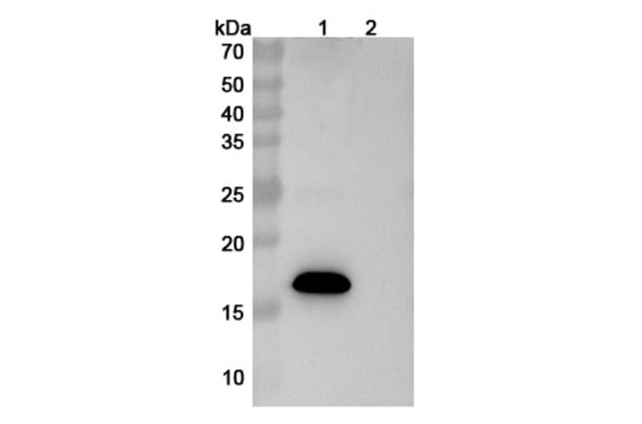 SDS-PAGE - Sabirnetug Biosimilar - Anti-APP Antibody - BSA and Azide free (A340484) - Antibodies.com