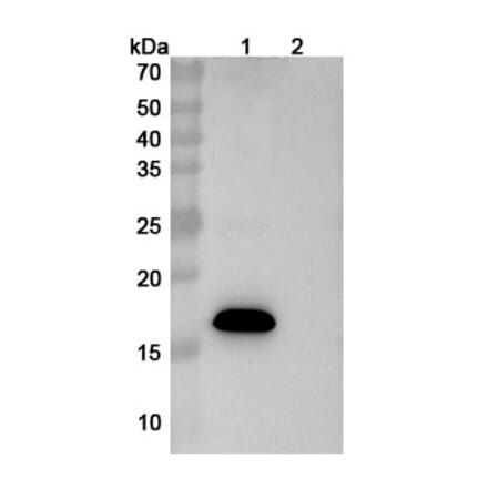 SDS-PAGE - Sabirnetug Biosimilar - Anti-APP Antibody - BSA and Azide free (A340484) - Antibodies.com